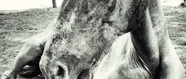 POSADAS: Murió un caballo rescatado y detuvieron a su dueño por presunto maltrato animal