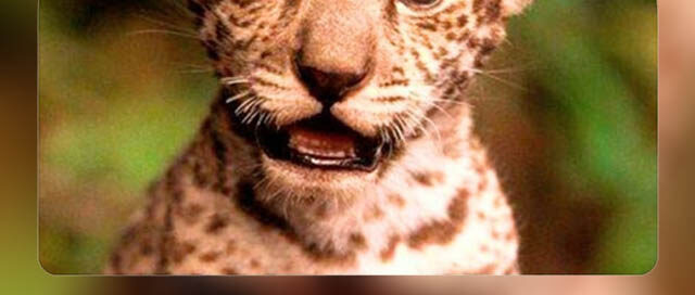 JARDÍN AMÉRICA: Llamado a reforzar la protección del yaguareté en su día provincial