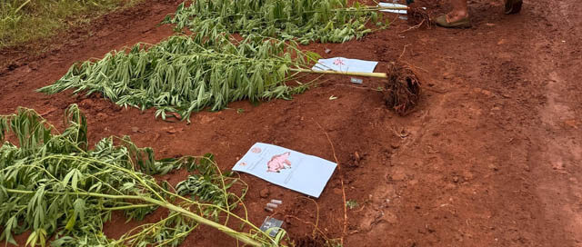 SAN IGNACIO: Hallan plantación de marihuana oculta en un pinar del barrio El Paraíso