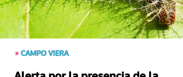 CAMPO VIERA: Alerta por la presencia de la peligrosa oruga taturana en la región