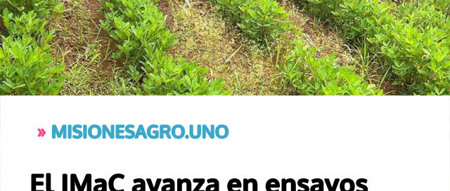 El IMaC avanza en ensayos de producción de maní para diversificar las chacras